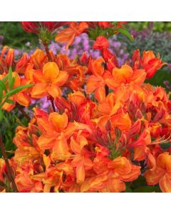 Rhododendron (AK) 'Golden Eagle'