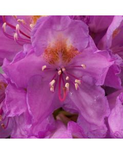 Rhododendron 'Goldflimmer'