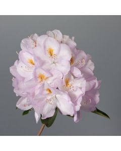 Rhododendron 'Gomer Waterer'