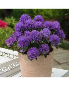 Rhododendron 'Gristede'
