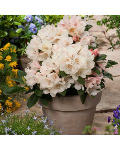 Rhododendron (Y) 'Grumpy'