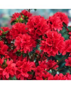 Rhododendron (AJ) 'Hino Crimson'