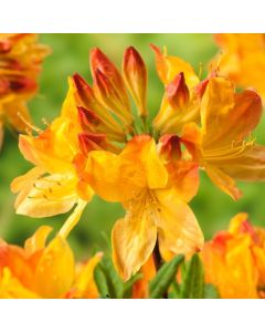 Rhododendron (AM) 'Hortulanus H. Witte'