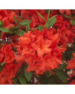 Rhododendron (AK) 'Hotspur Red'