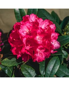Rhododendron (Y) 'Hydon Hunter'