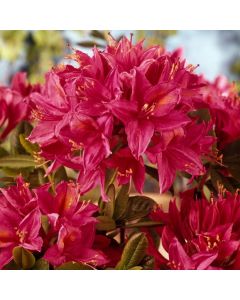 Rhododendron (AV) 'Jolie Madame'