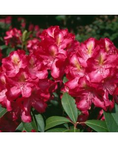 Rhododendron (AK) 'Junifeuer'