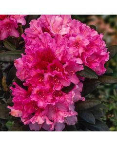 Rhododendron (Y) 'Kalinka'