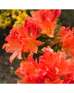 Rhododendron (AM) 'Koningin Emma'
