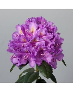 Rhododendron 'Lee's Dark Purple'