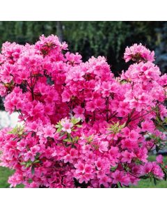 Rhododendron (AJ) 'Madame van Hecke'