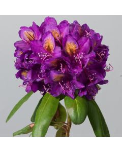 Rhododendron 'Marcel Menard'