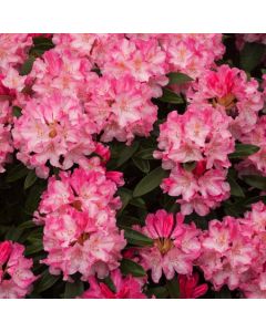 Rhododendron (Y) 'Marlis'