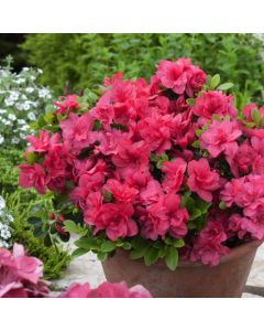 Rhododendron (AJ) 'Moederkensdag'