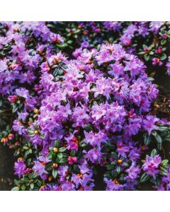 Rhododendron 'Moerheim'