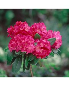 Rhododendron (Y) 'Morgenrot'