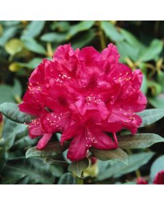 Rhododendron 'Nova Zembla'