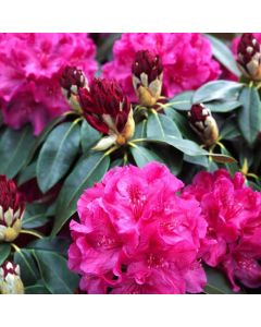 Rhododendron 'Old Port'