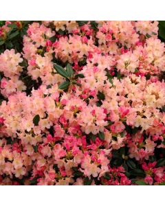 Rhododendron (Y) 'Percy Wiseman'