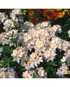 Rhododendron (AK) 'Persil'