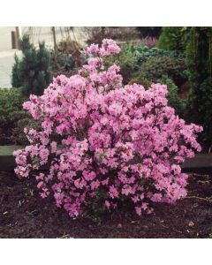 Rhododendron 'Praecox'