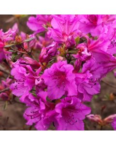 Rhododendron (AJ) 'Purple Splendor'
