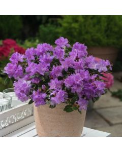Rhododendron 'Ramapo'