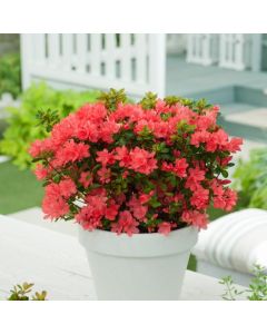 Rhododendron (AJ) 'Rex'