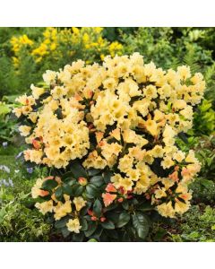 Rhododendron 'Saffrano'