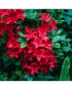 Rhododendron (AK) 'Satan'
