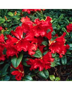 Rhododendron (F) 'Scarlet Wonder'