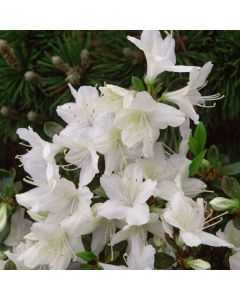 Rhododendron (AJ) 'Schneewittchen'