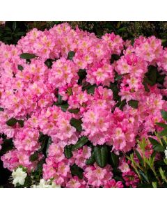 Rhododendron 'Scintillation'
