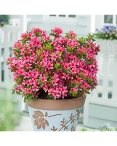 Rhododendron (AJ) 'Silvester'