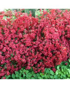 Rhododendron (AJ) 'Stewartstonian'