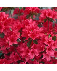 Rhododendron (AJ) 'Toreador'