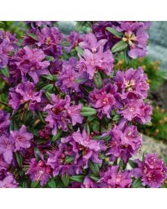 Rhododendron (AJ) 'Violetta'