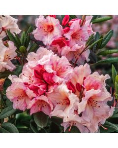 Rhododendron 'Virginia Richards'