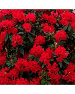 Rhododendron 'Vulcan'