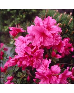 Rhododendron (AJ) 'Vuyk's Rosyred'