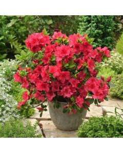 Rhododendron (AJ) 'Vuyk's Scarlet'