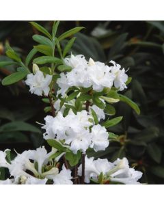 Rhododendron (AK) 'Whitethroat'
