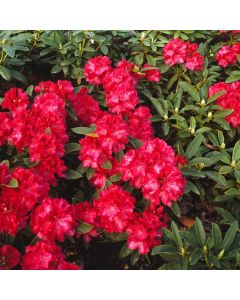 Rhododendron 'Wilgen's Ruby'