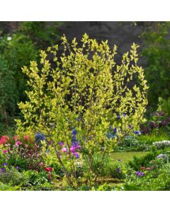 Ribes alpinum