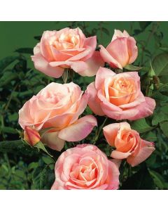 Rosa (F) 'Apricot Queen Elizabeth'