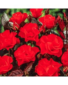 Rosa (F) Amsterdam