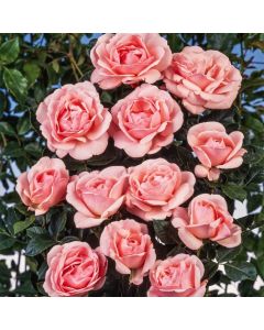 Rosa (F) Astrid Lindgren