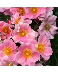 Rosa (F) Bassino