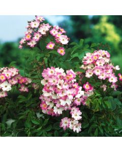 Rosa (H) 'Ballerina'