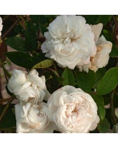 Rosa (H) 'Blanche Moreau'